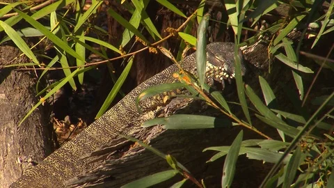 Goanna - lizard - reptile Stock Footage 76293591