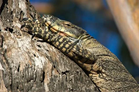 Goanna in tree Stock Photos