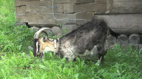 Goat 002 Stock Footage 12700590