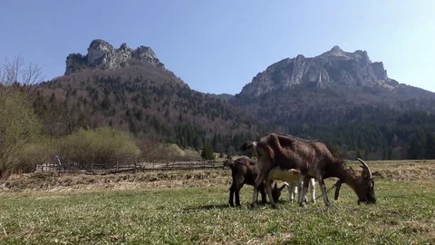 Goat 1 Video stock 82343334