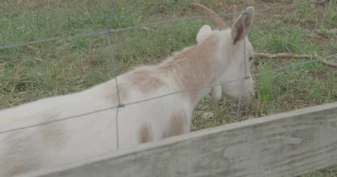 Goat 1 Stock Footage 134411731