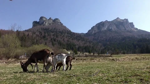 Goat 2 動画素材 82343420