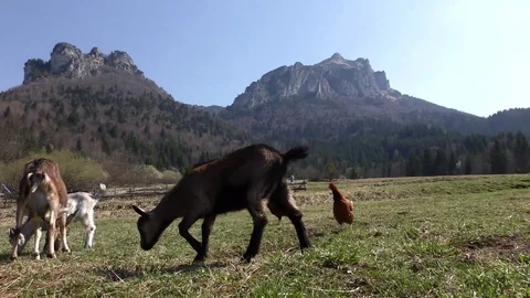 Goat 3 Stock Footage 82343503