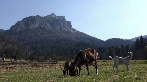 Goat 4 Stock Footage 82343699