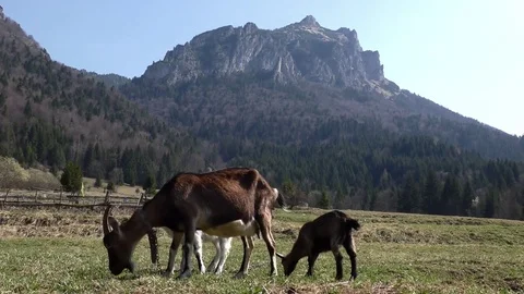 Goat 5 스톡 동영상 82343786