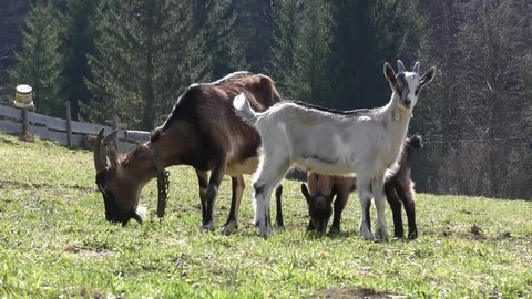 Goat 6 스톡 동영상 82343902