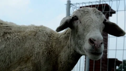 Goat action on the camera Stock Footage 236806523