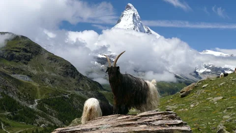 Goat Against the Background of Snow-Capped Matterhorn, Switzerland. Stock-Footage 343122718