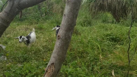 Goat and garden Stock Footage 205528596