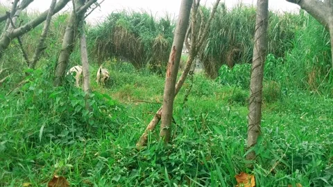 Goat and garden Stock Footage 205528598