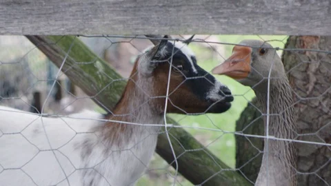 Goat And Goose Looking Through Metal Fence Stock Footage 129398641