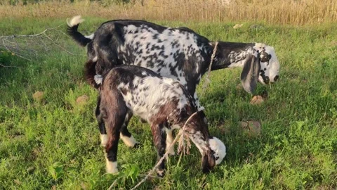 Goat and kid 库存影片 274326501