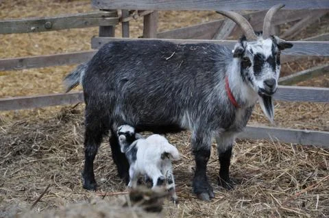 Goat and kid Stock Photos
