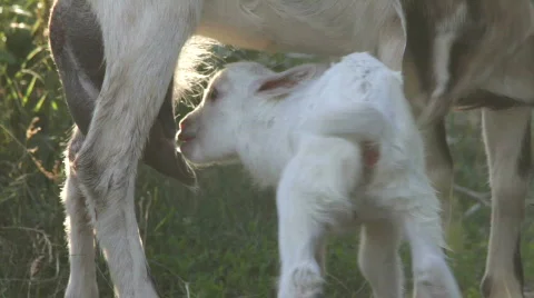 Goat and kid. Summer. A farm. Vídeo Stock 851953