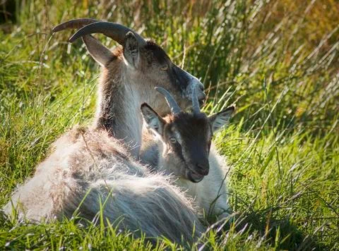 Goat and kidd Stock Photos