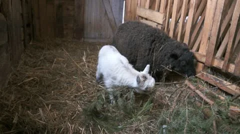 Goat and lamb Stock Footage 22102930
