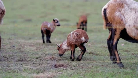 Goat and lamb Stock Footage 264526270