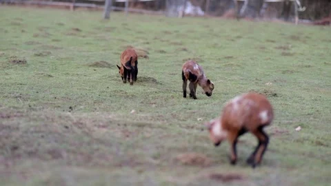 Goat and lamb Stock Footage 264526272