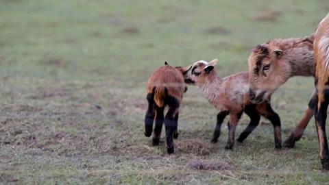 Goat and lamb Stock Footage 264526275