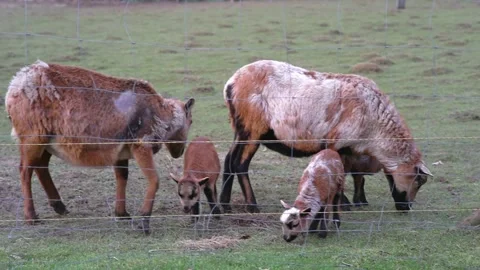 Goat and lamb Stock Footage 264526276