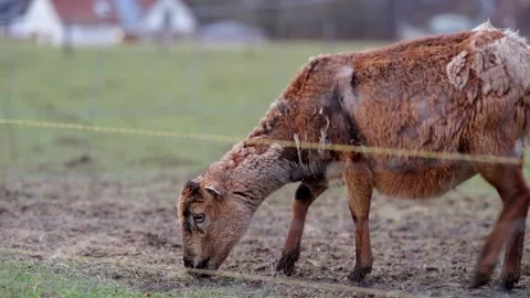 Goat and lamb Stock Footage 264526425