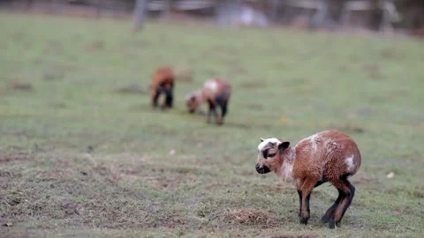 Goat and lamb Stock Footage 264526439