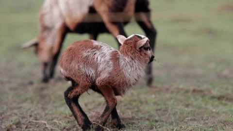 Goat and lamb Stock Footage 264526446
