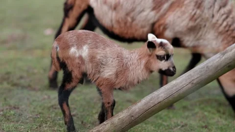 Goat and lamb Stock Footage 264526447