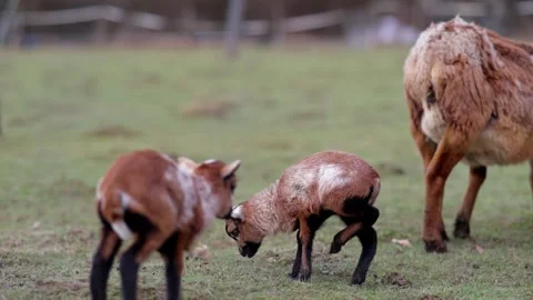 Goat and lamb Stock Footage 264526521