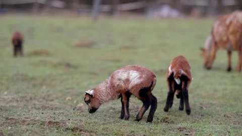 Goat and lamb Stock Footage 264526538
