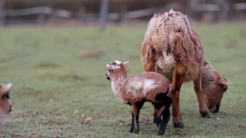 Goat and lamb Stock Footage 264526555