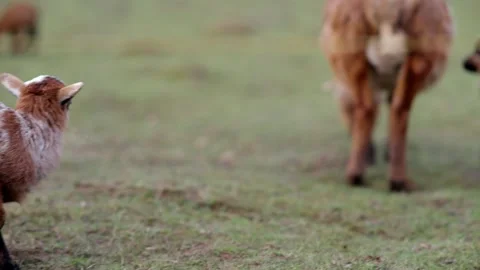 Goat and lamb Stock Footage 264526556