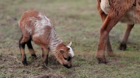 Goat and lamb on meadow Stock Footage 264527632