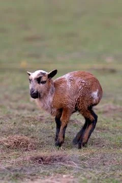 Goat and lamb Stock Photos