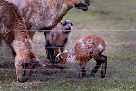 Goat and lamb Stock Photos