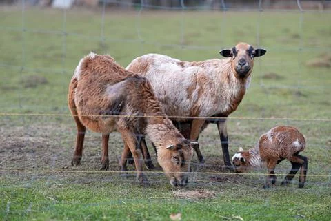 Goat and lamb Stock Photos