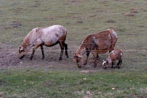 Goat and lamb Stock Photos