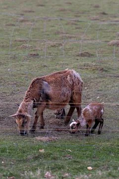 Goat and lamb Stock Photos