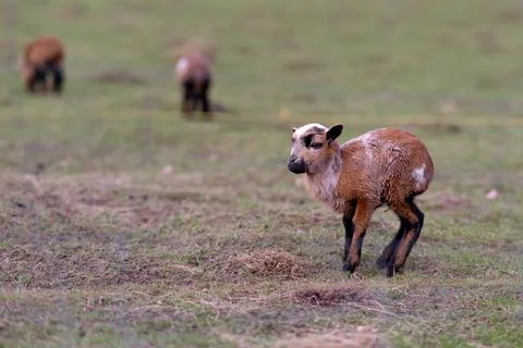 Goat and lamb Stock Photos