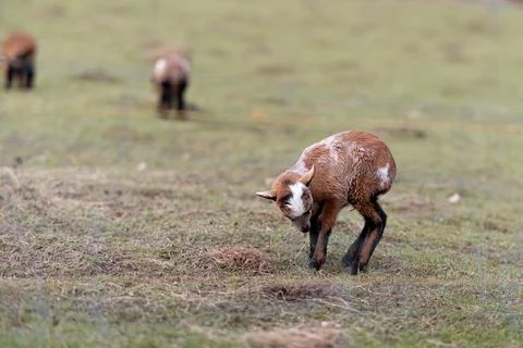 Goat and lamb Stock Photos