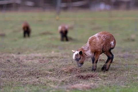 Goat and lamb Stock Photos