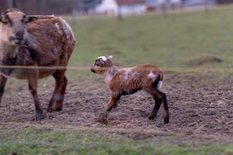 Goat and lamb Stock Photos