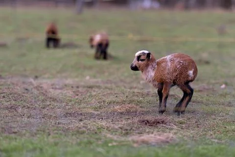 Goat and lamb Stock Photos