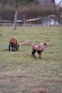 Goat and lamb Stock Photos