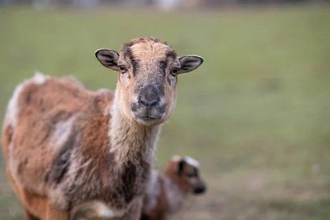 Goat and lamb Stock Photos