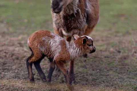 Goat and lamb Stock Photos