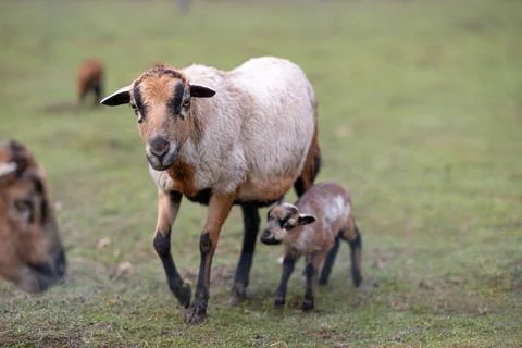 Goat and lamb Stock Photos