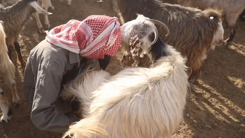 Goat and man 1 스톡 동영상 128574745
