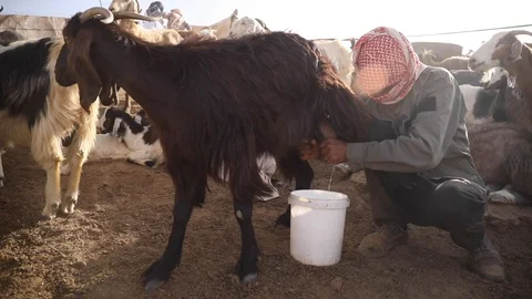 Goat and man 2 Stock Footage 128574738