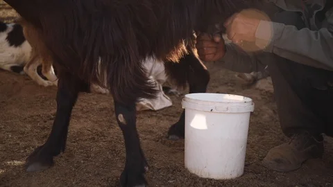 Goat and man 3 Stock Footage 128574735
